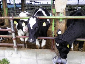 SANYO DIGITAL CAMERA