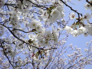 SANYO DIGITAL CAMERA