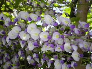 SANYO DIGITAL CAMERA