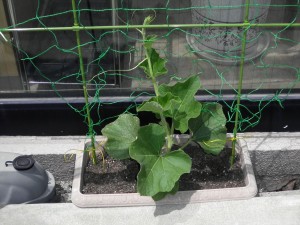 SANYO DIGITAL CAMERA