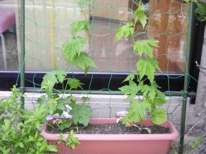 SANYO DIGITAL CAMERA