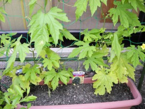 SANYO DIGITAL CAMERA