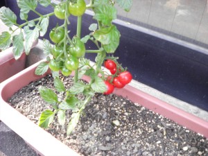 SANYO DIGITAL CAMERA